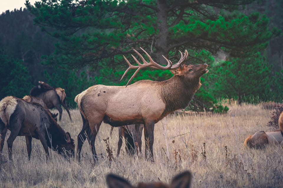 Banff: Highlights and Wildlife Group Tour