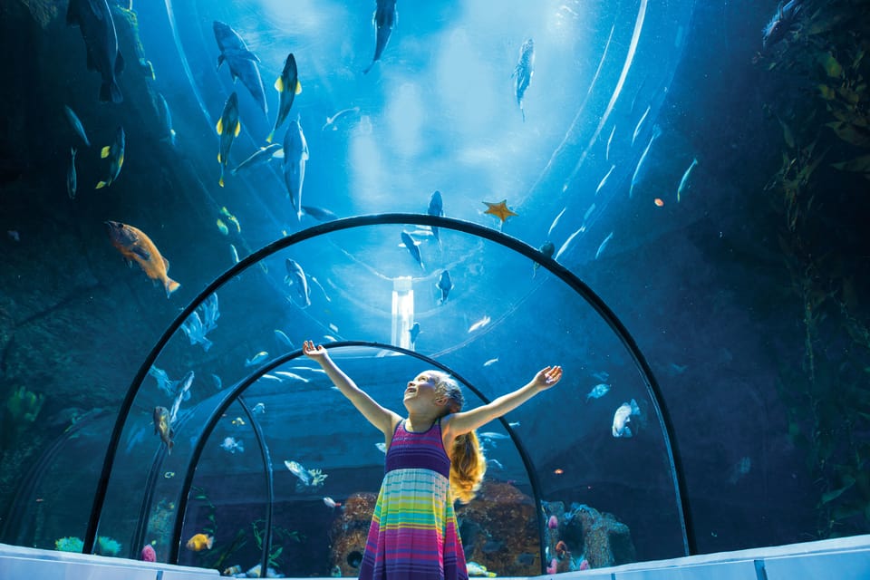 Walk Through an Underwater Tunnel at the Awesome Ocean